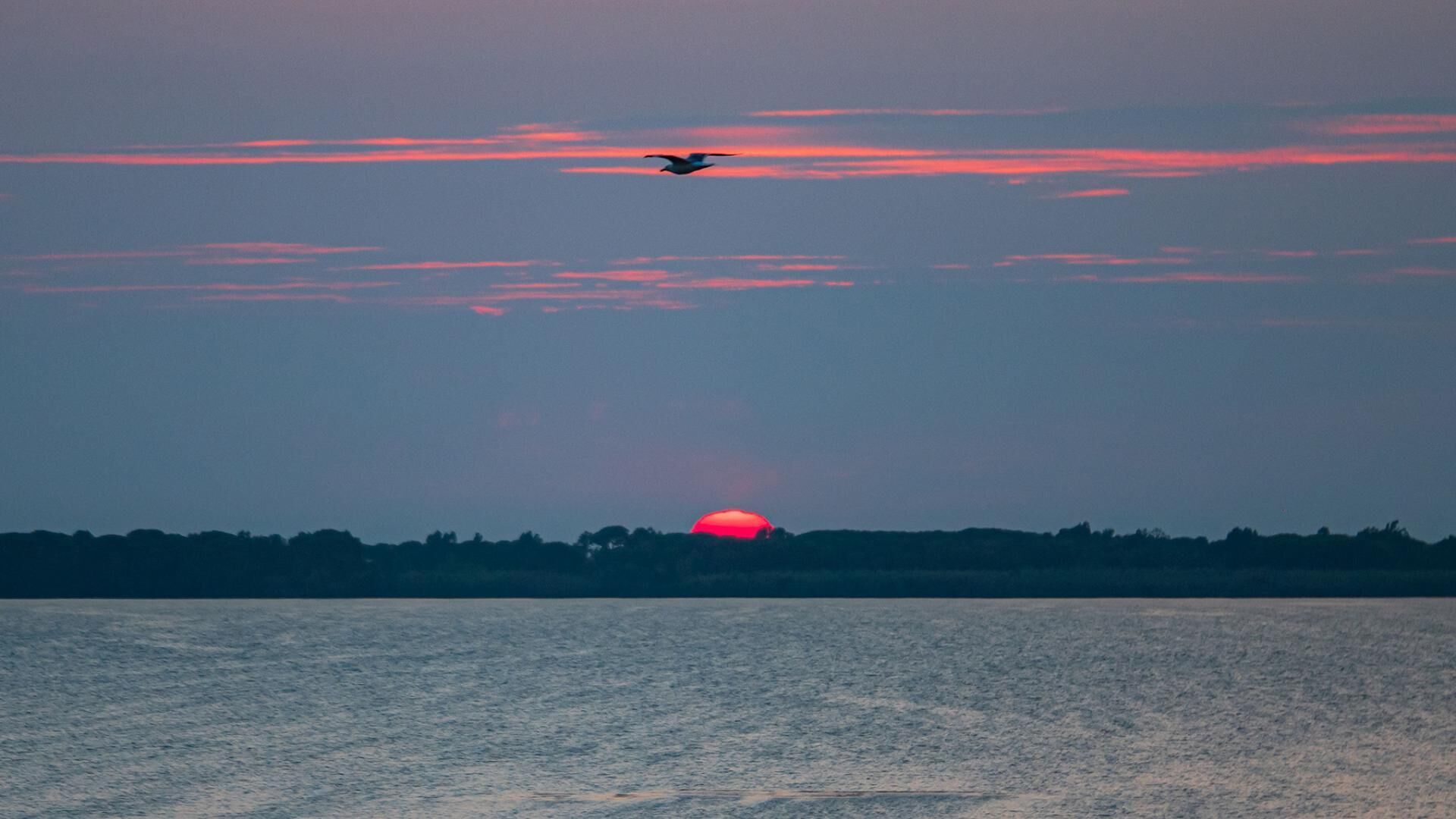 A sunset over a body of water with a silhouette of trees in the distance.
