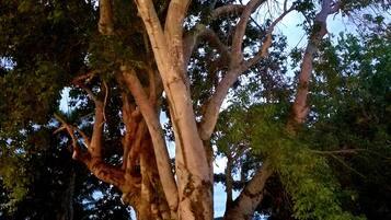 A large tree with a thick trunk and multiple branches.