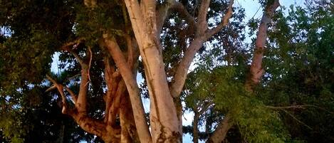 Un grand arbre doté d’un tronc épais et de nombreuses branches.