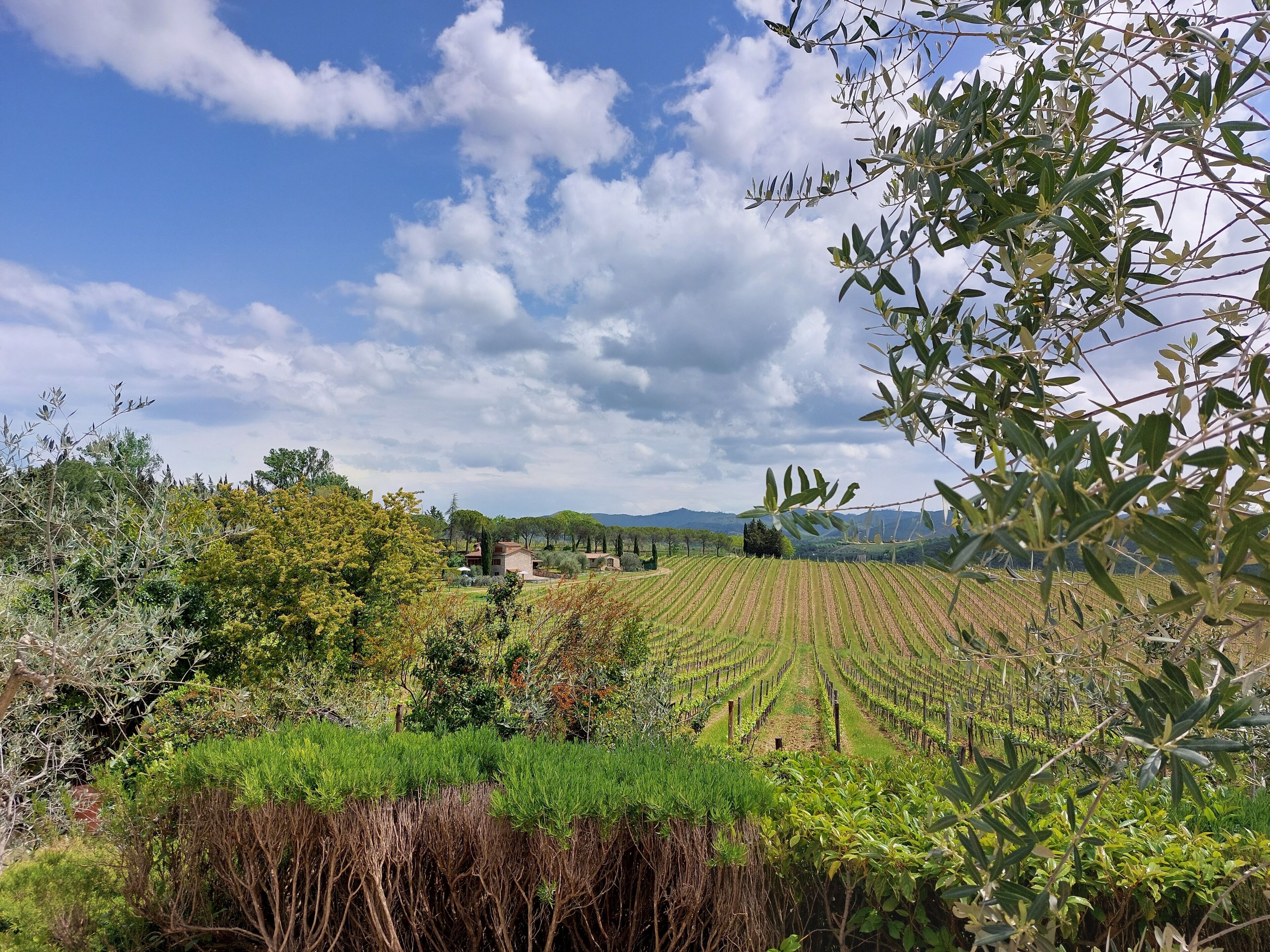 Viñedo con hileras de parras y cielo despejado.