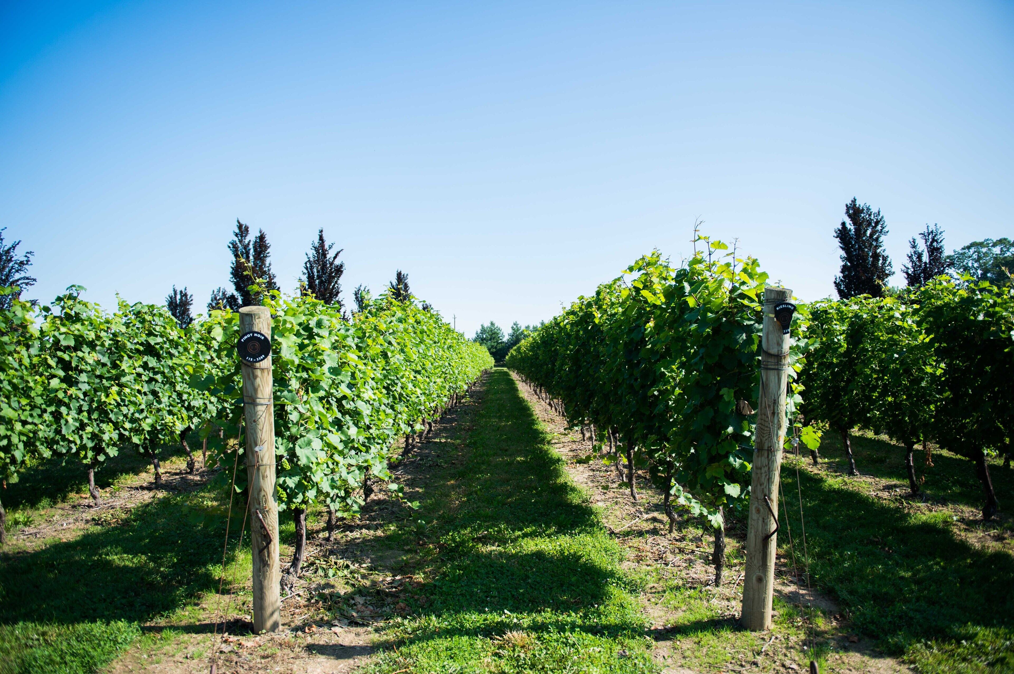 Un vignoble avec des rangées de vignes et des poteaux en bois.