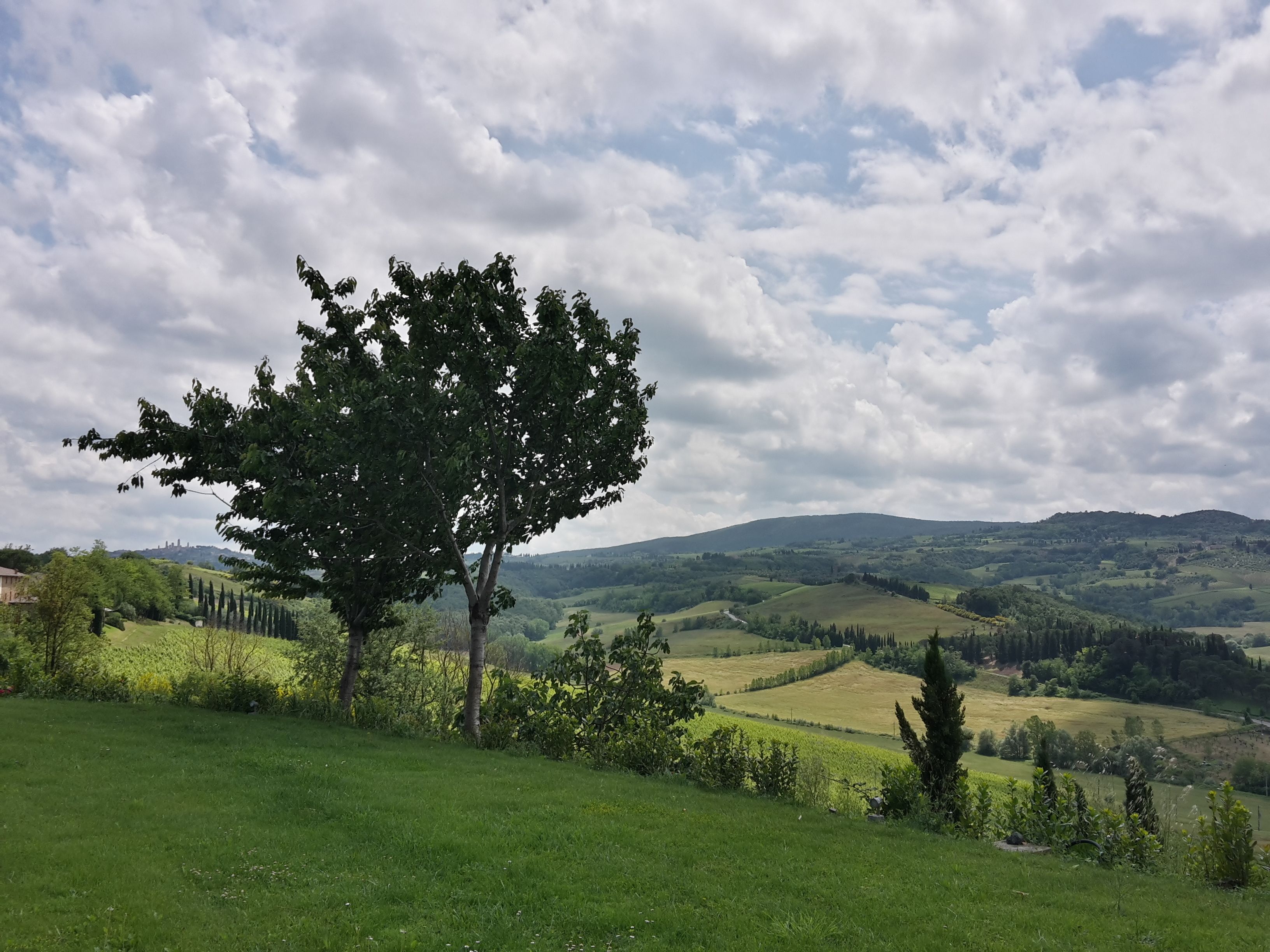 A lush green landscape with rolling hills and a prominent tree in the foreground.
