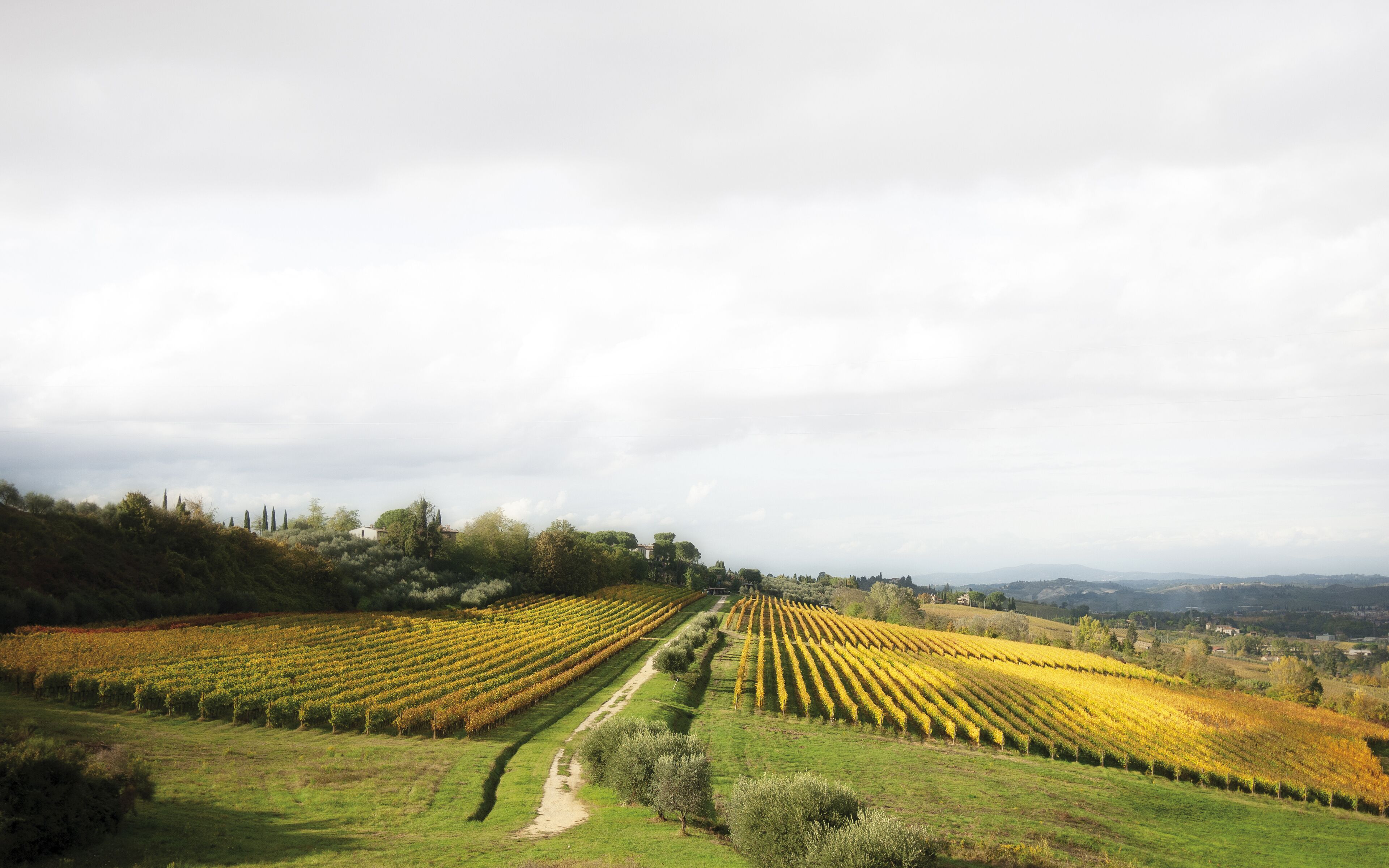 A vineyard with rows of grapevines extending into the distance, surrounded by rolling hills and a cloudy sky.