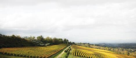 A vineyard with rows of grapevines extending into the distance, surrounded by rolling hills and a cloudy sky.
