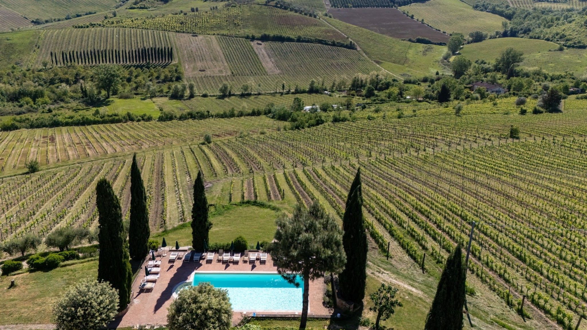 A vineyard with rows of grapevines and a swimming pool with lounge chairs.