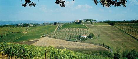 A vineyard with rows of grapevines, a dirt path, and a building in the background.