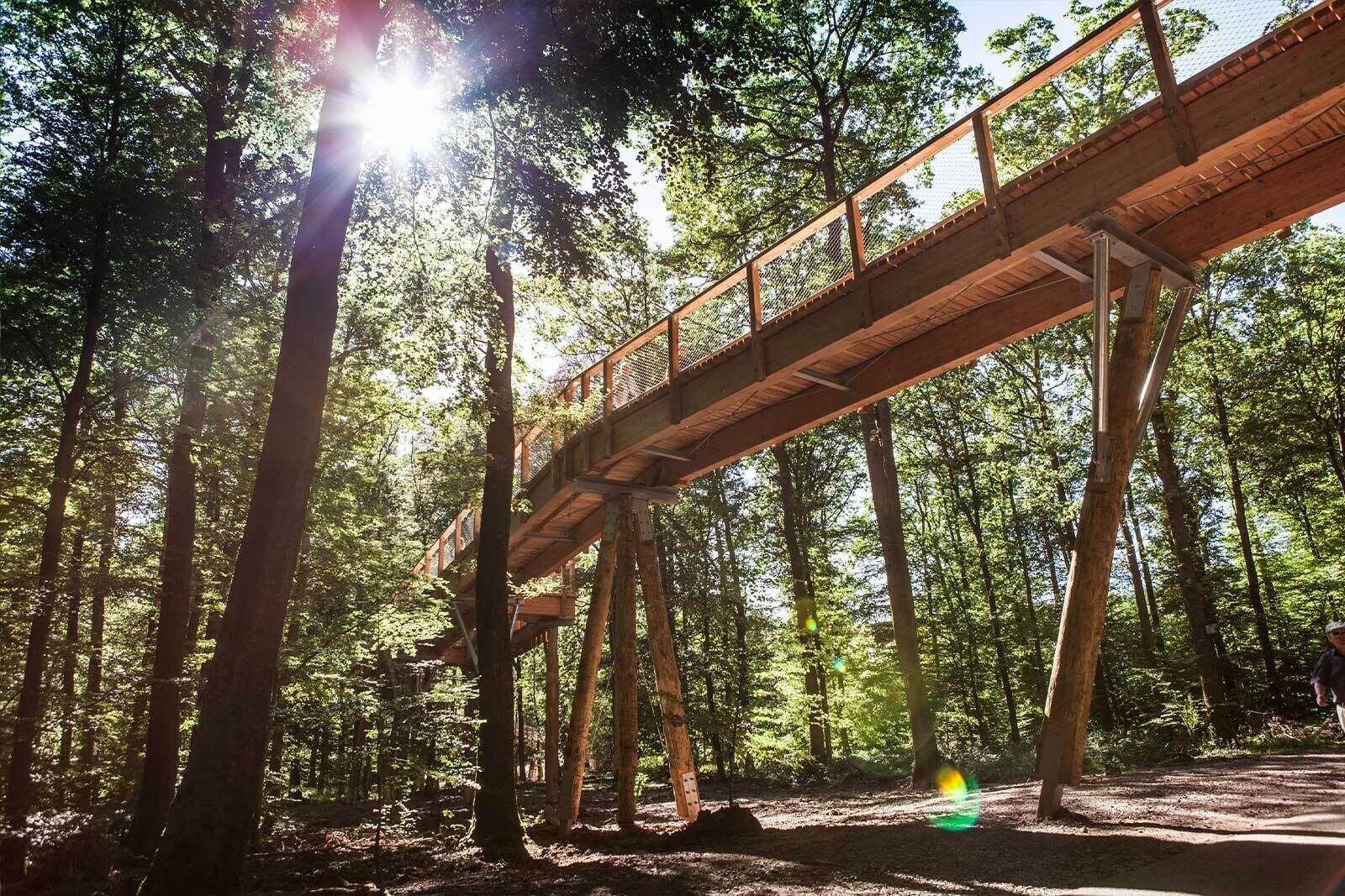 A wooden bridge in a forest with sunlight filtering through the trees.