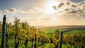 A vineyard with rows of grapevines and a clear sky.