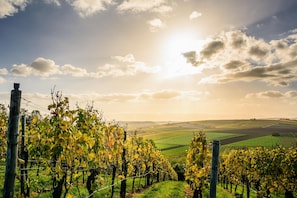 A vineyard with rows of grapevines and a clear sky. - Best Western Hotel Polisina (Frickenhausen a. Main)