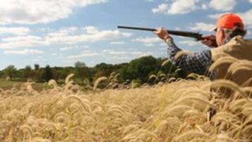 A person aiming a shotgun in a field of tall grass.