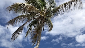 Una playa con una palmera y olas del océano.