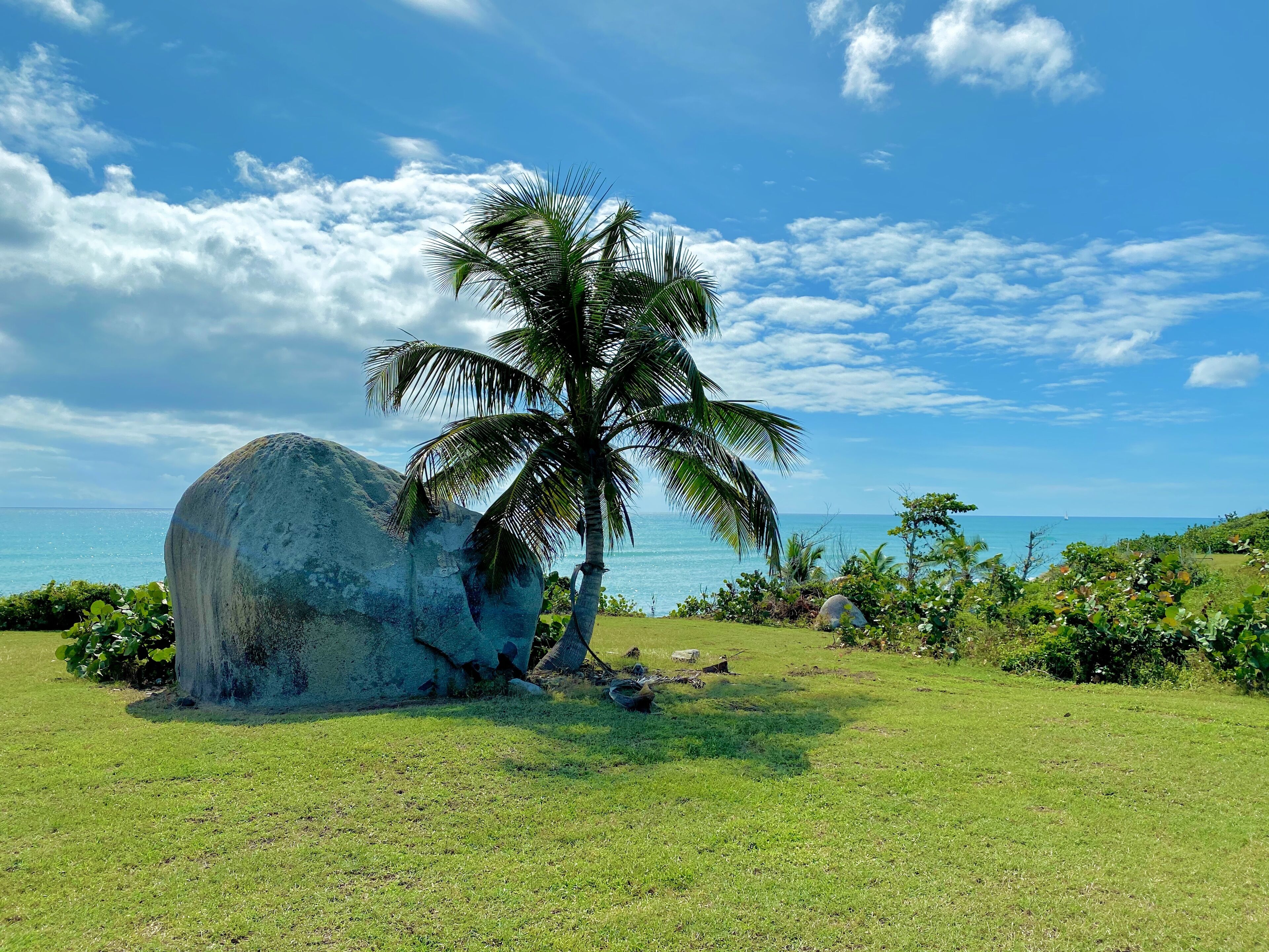 A large rock formation with a palm tree in a grassy area with a view of the ocean.