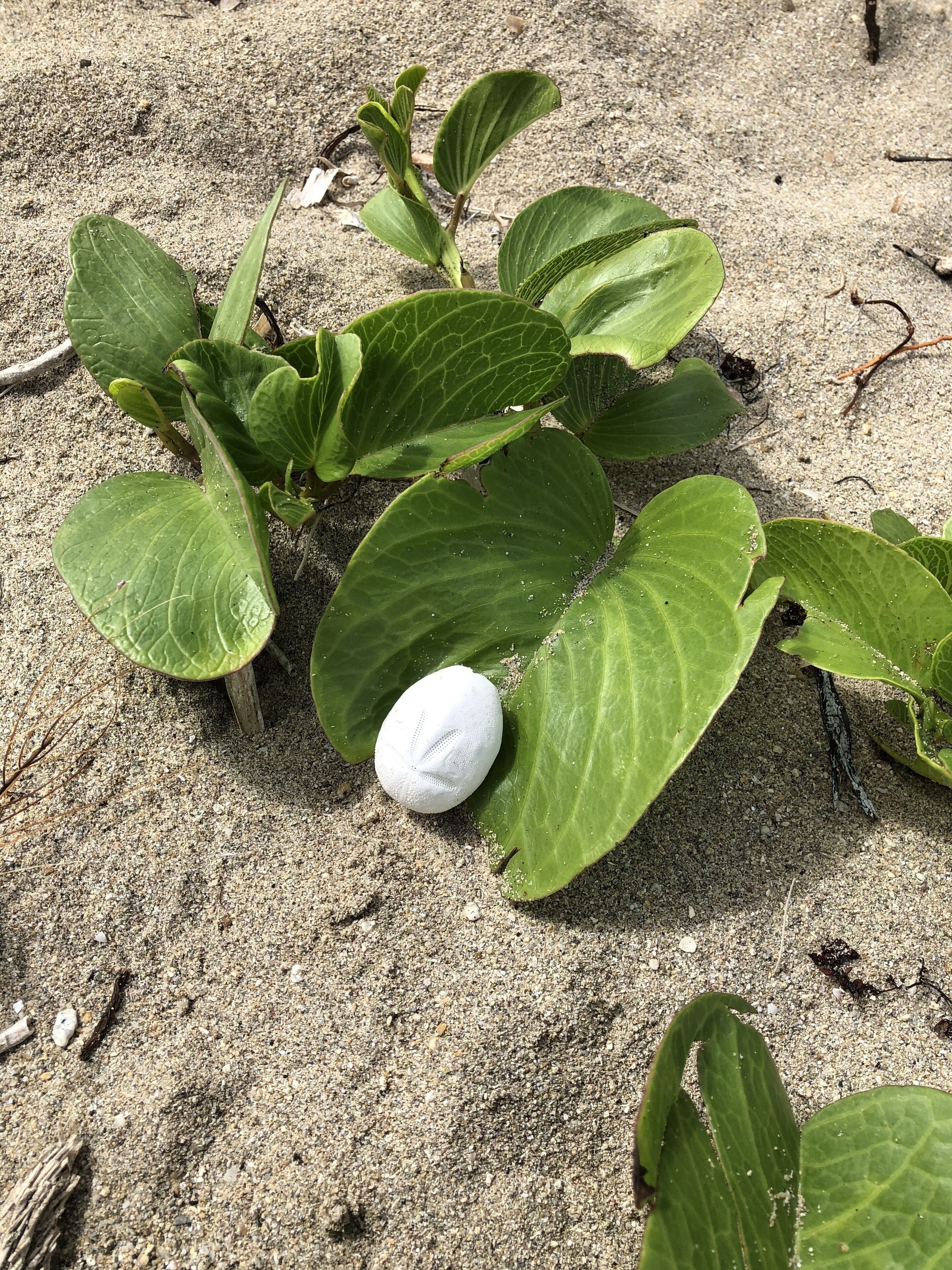 ชายหาด
