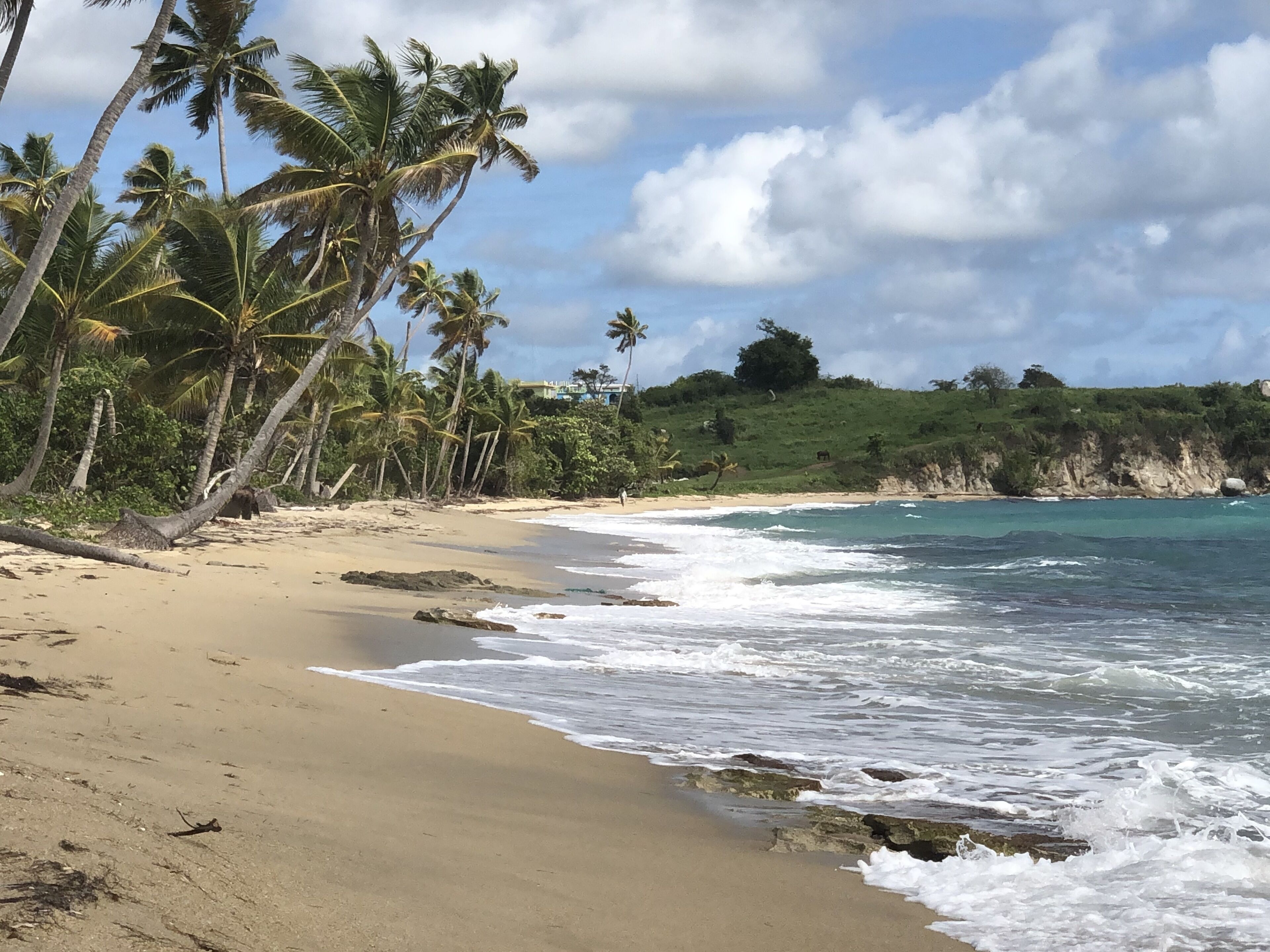 A beach with palm trees and a view of the ocean.