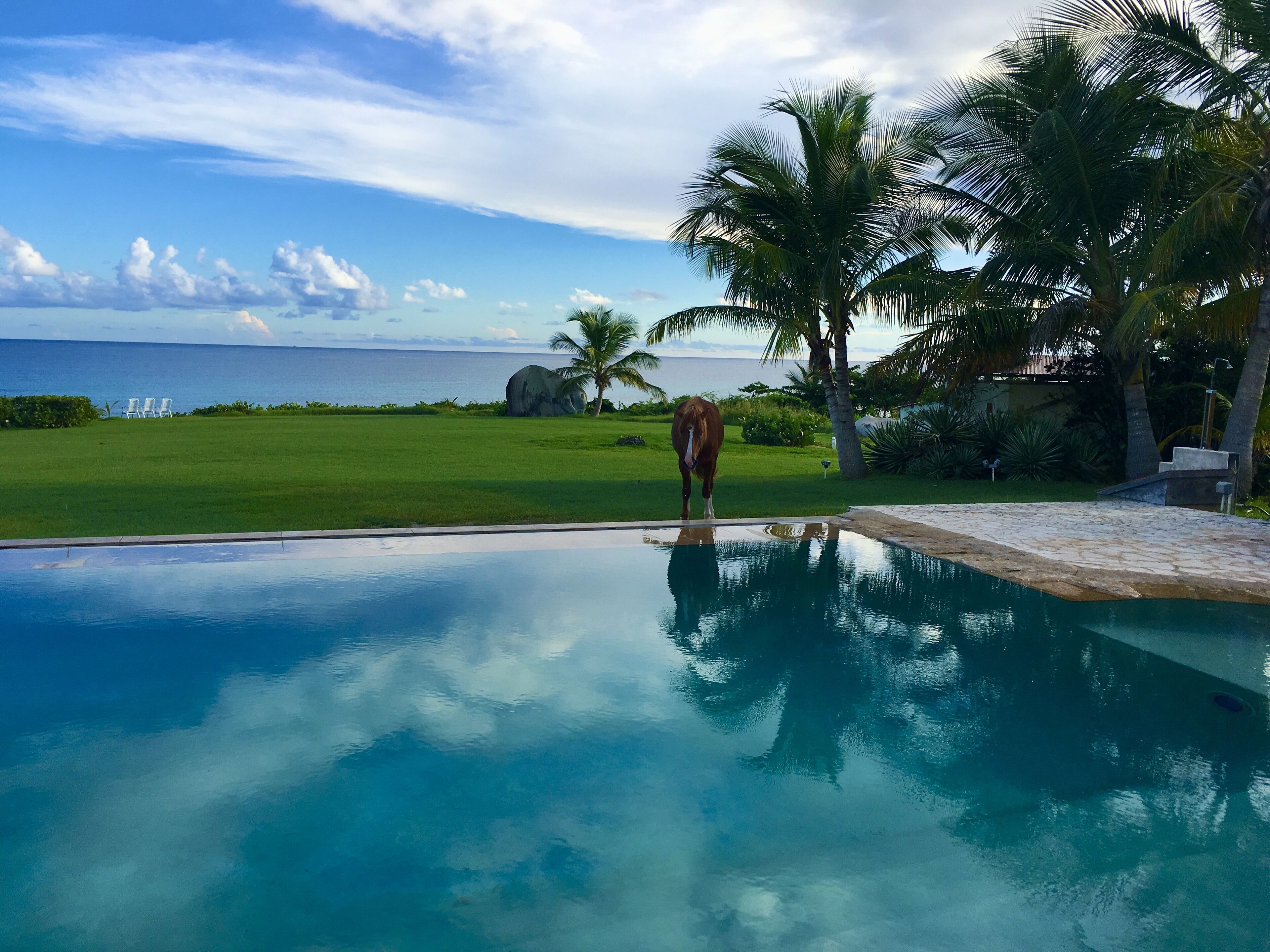 A pool with a clear view of the ocean and a grassy area with chairs and palm trees.