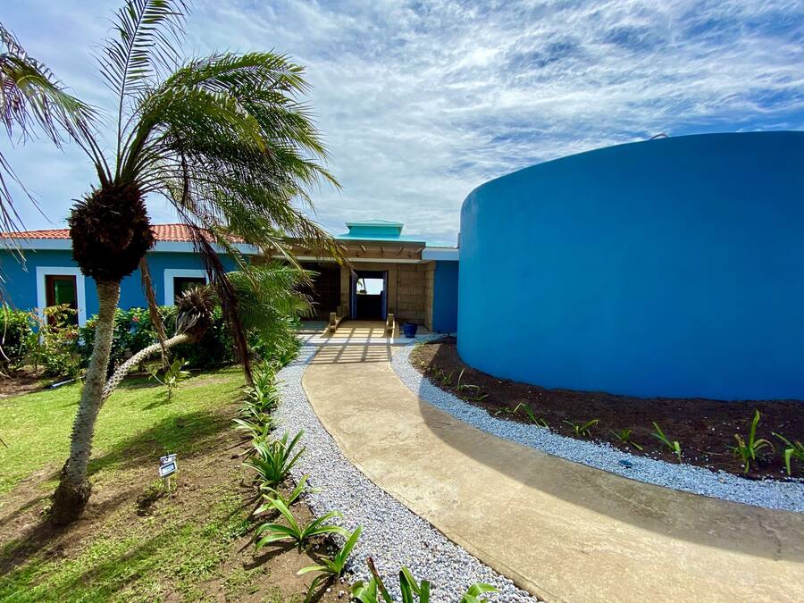 A pathway leading to a building with a blue exterior and a palm tree on the left.