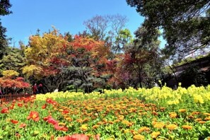 A garden with a variety of trees and a field of yellow flowers. - 88 Eling Park Hotel (Chongqing Eling Erchang) (Chongqing)