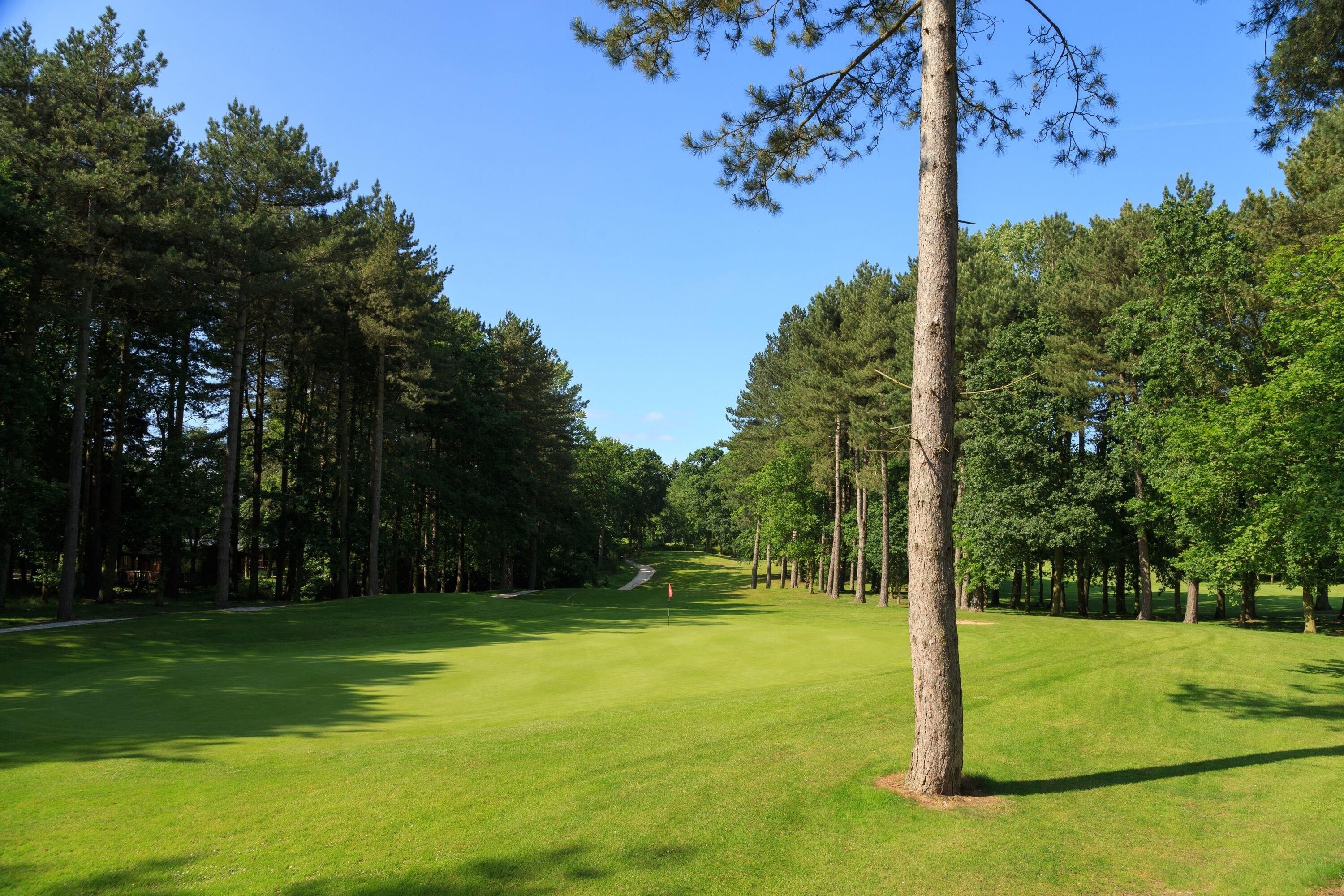 Een golfbaan met heldere lucht, verzorgd gras en hoge bomen.