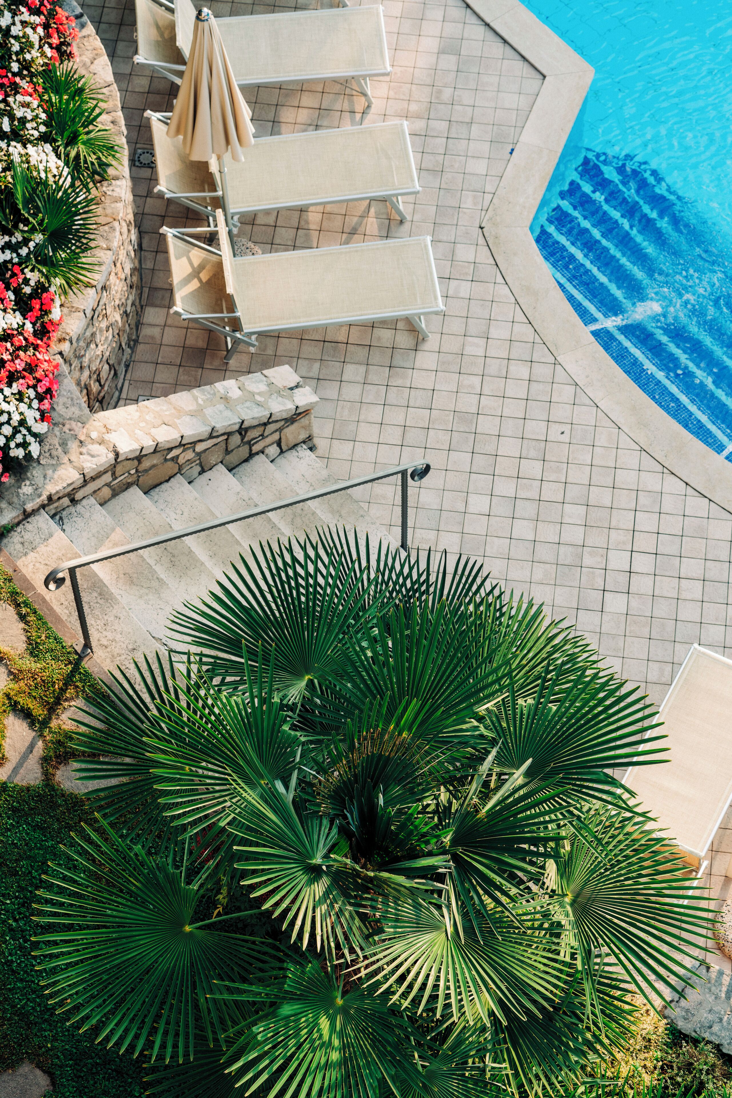 Uma área à beira da piscina com espreguiçadeiras e uma palmeira.