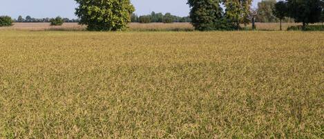 A field with trees in the background.