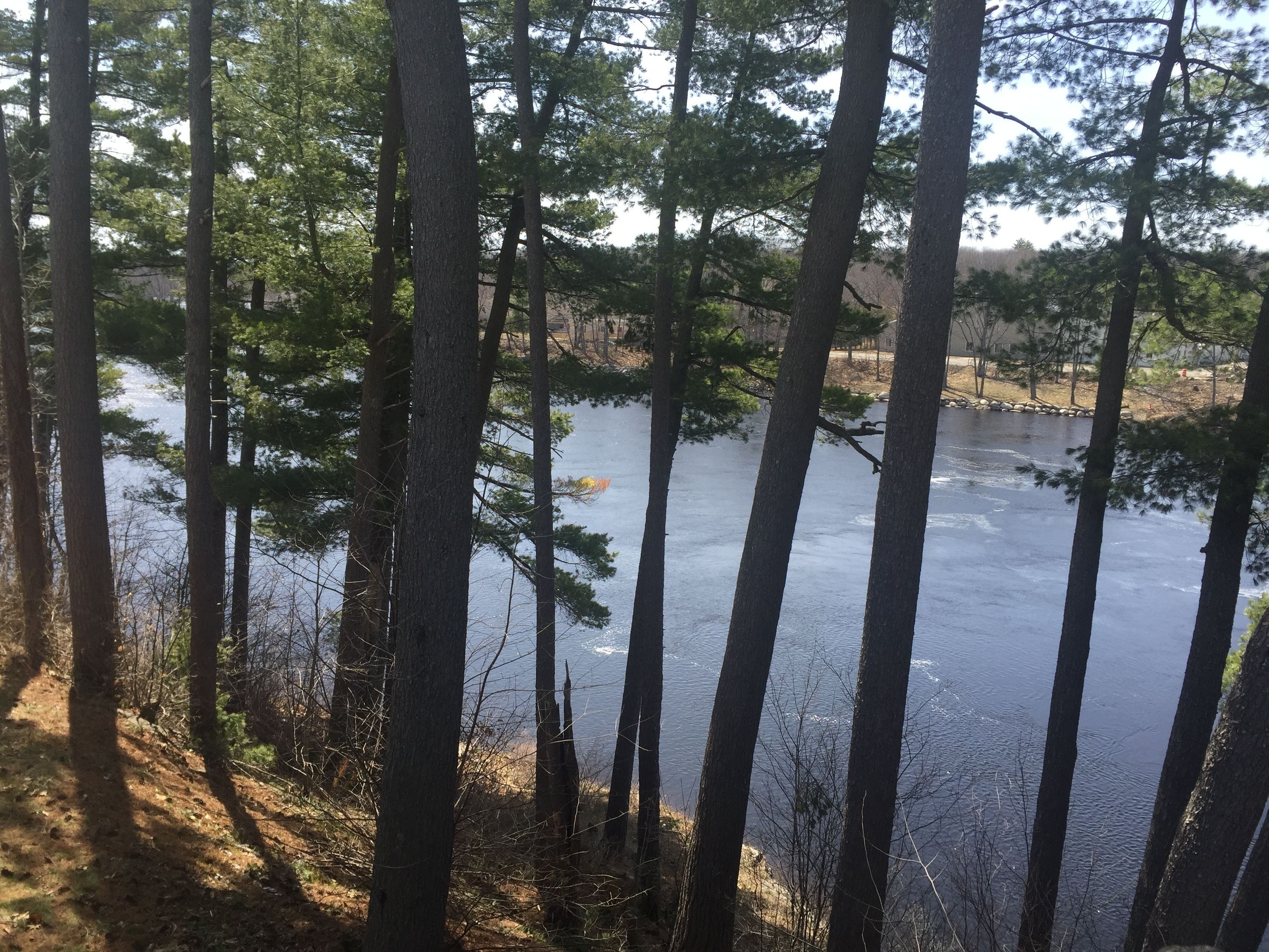 A forested area with tall trees and a body of water.