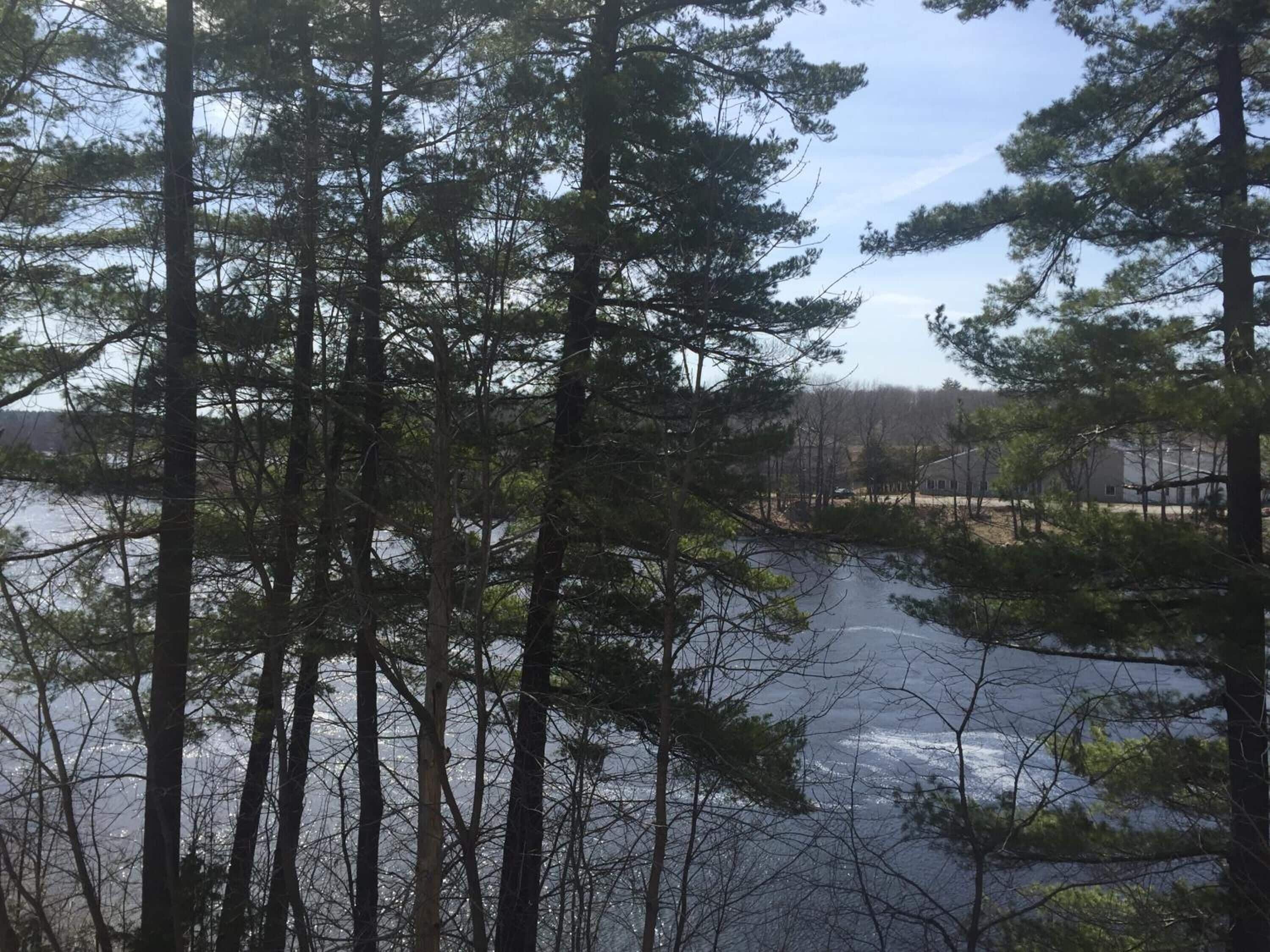 A forested area with tall trees and a body of water in the background.
