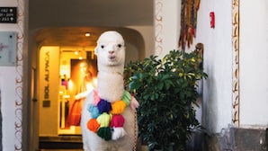 A llama standing in a hallway with a decorative archway and a potted plant. - Casa Andina Premium Cusco (Cusco)