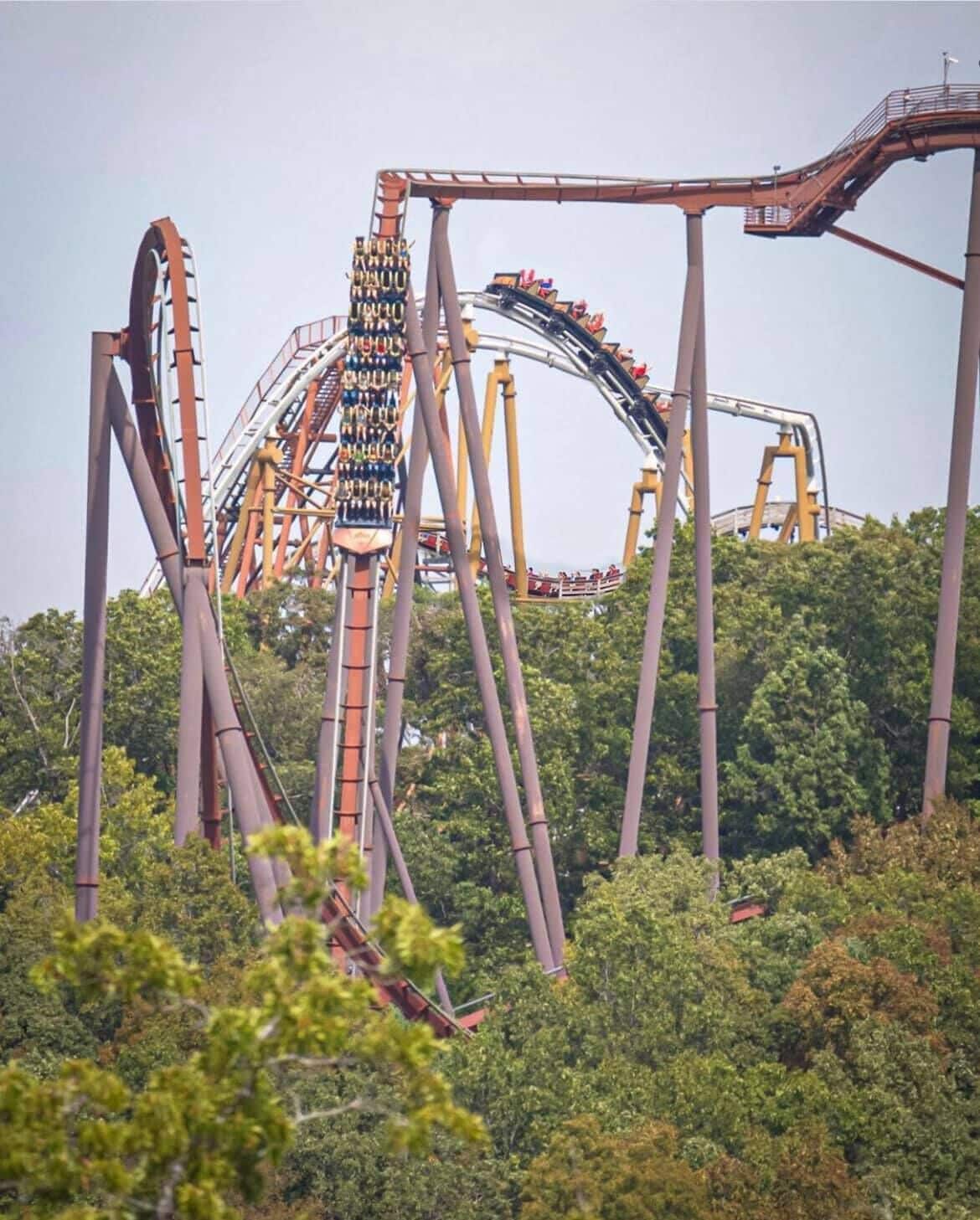 A roller coaster with a steep drop and multiple loops, surrounded by dense greenery.
