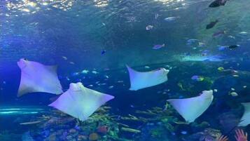 Un acuario con rayas nadando sobre el agua, rodeado de diversos peces y arrecifes de coral.
