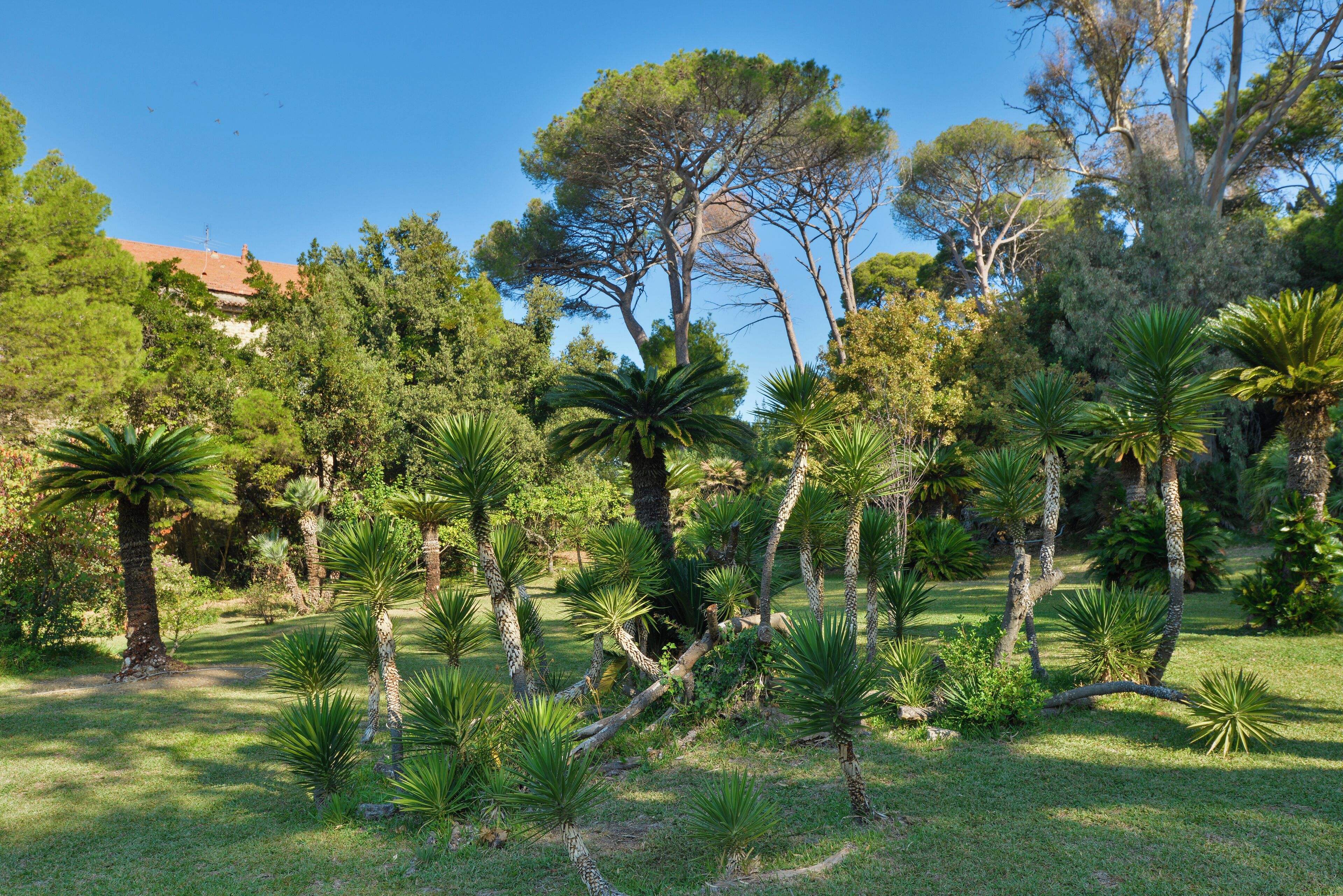 A lush garden with various tropical plants and trees, including palm trees and a large pine tree.