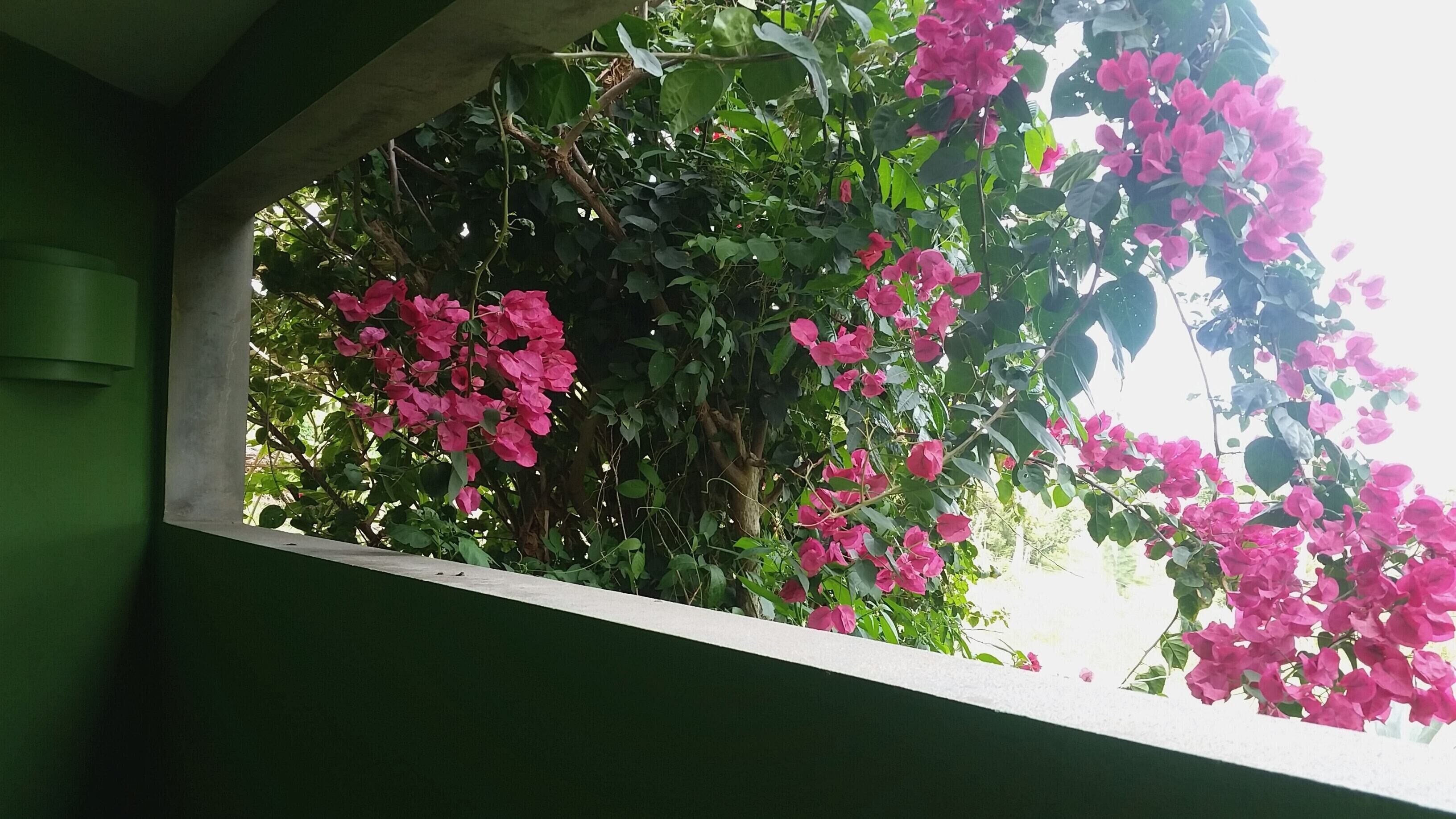 Janela com flores cor-de-rosa e folhagem verde.