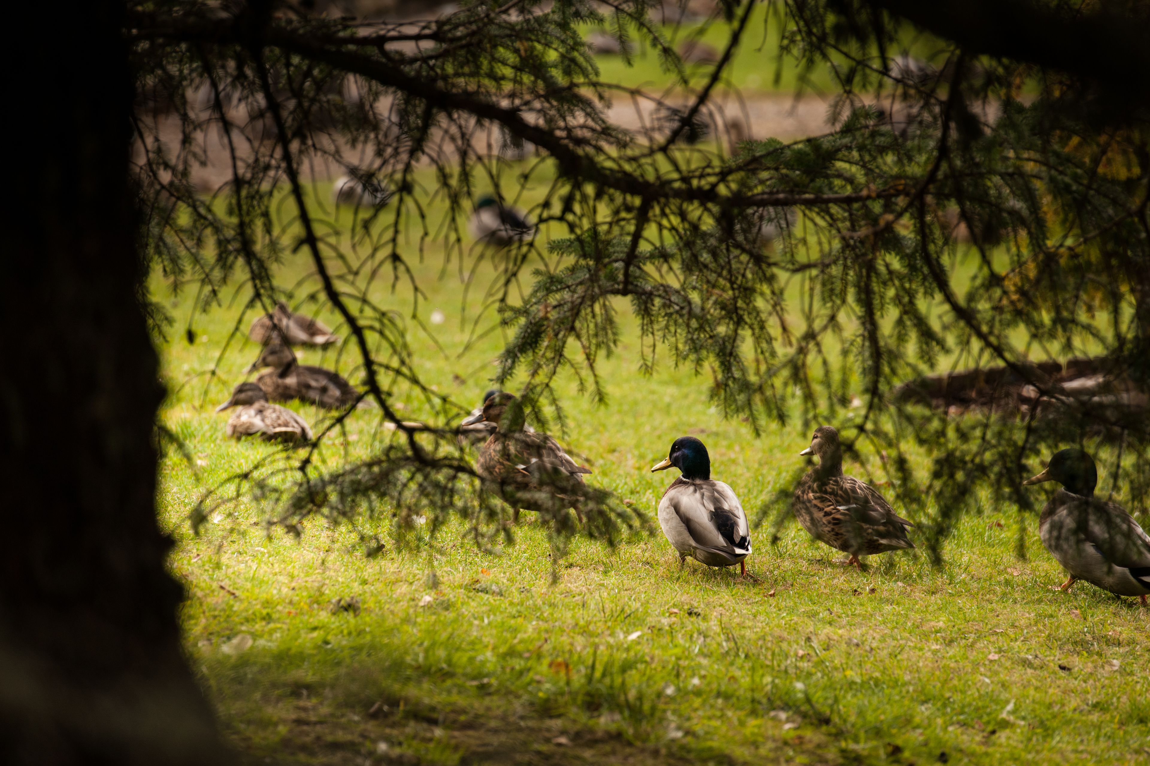 Un grup de ducks en una zona verda, amb arbres al fons.