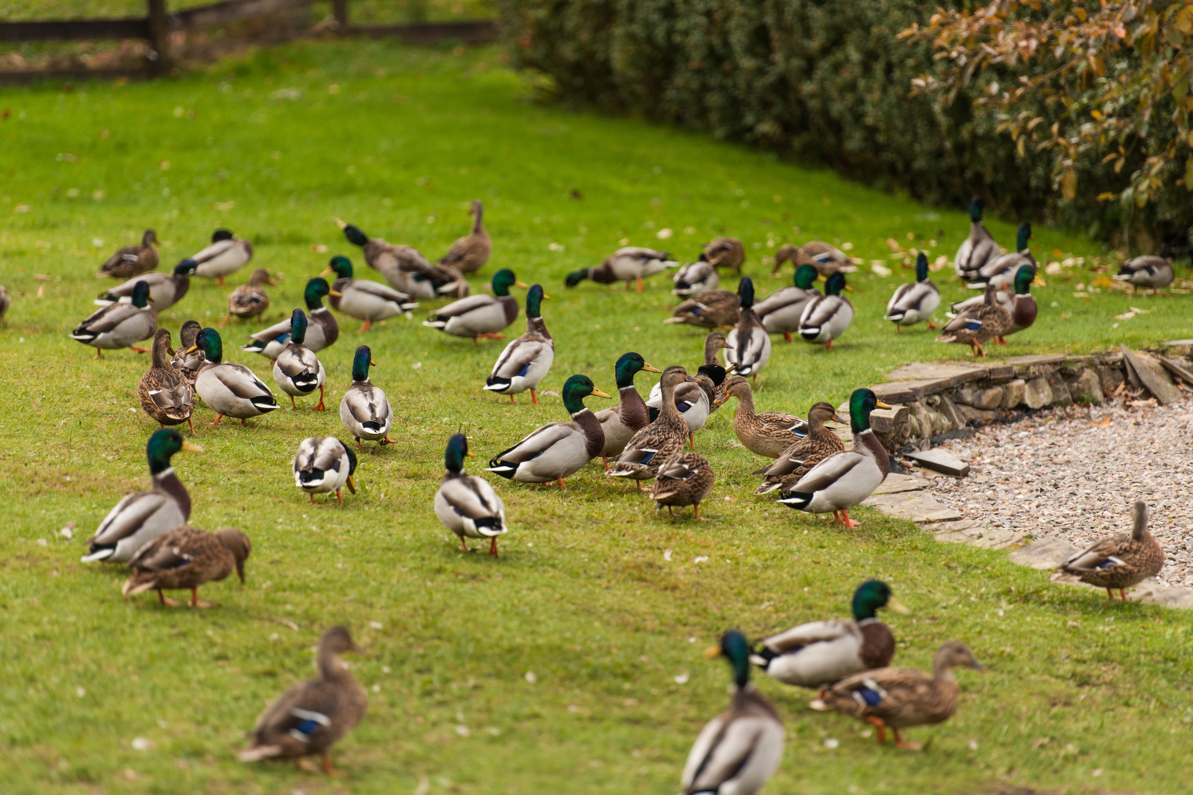 A grassy area with ducks and geese.