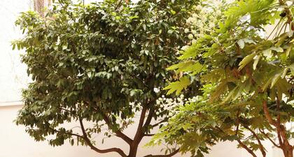 Belambra Clubs & HĂŽtels - HĂŽtel Le Magendie