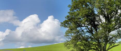 Un paisaje cubierto de hierba con un camino sinuoso, un árbol destacado y una bandera que señala un punto de interés.