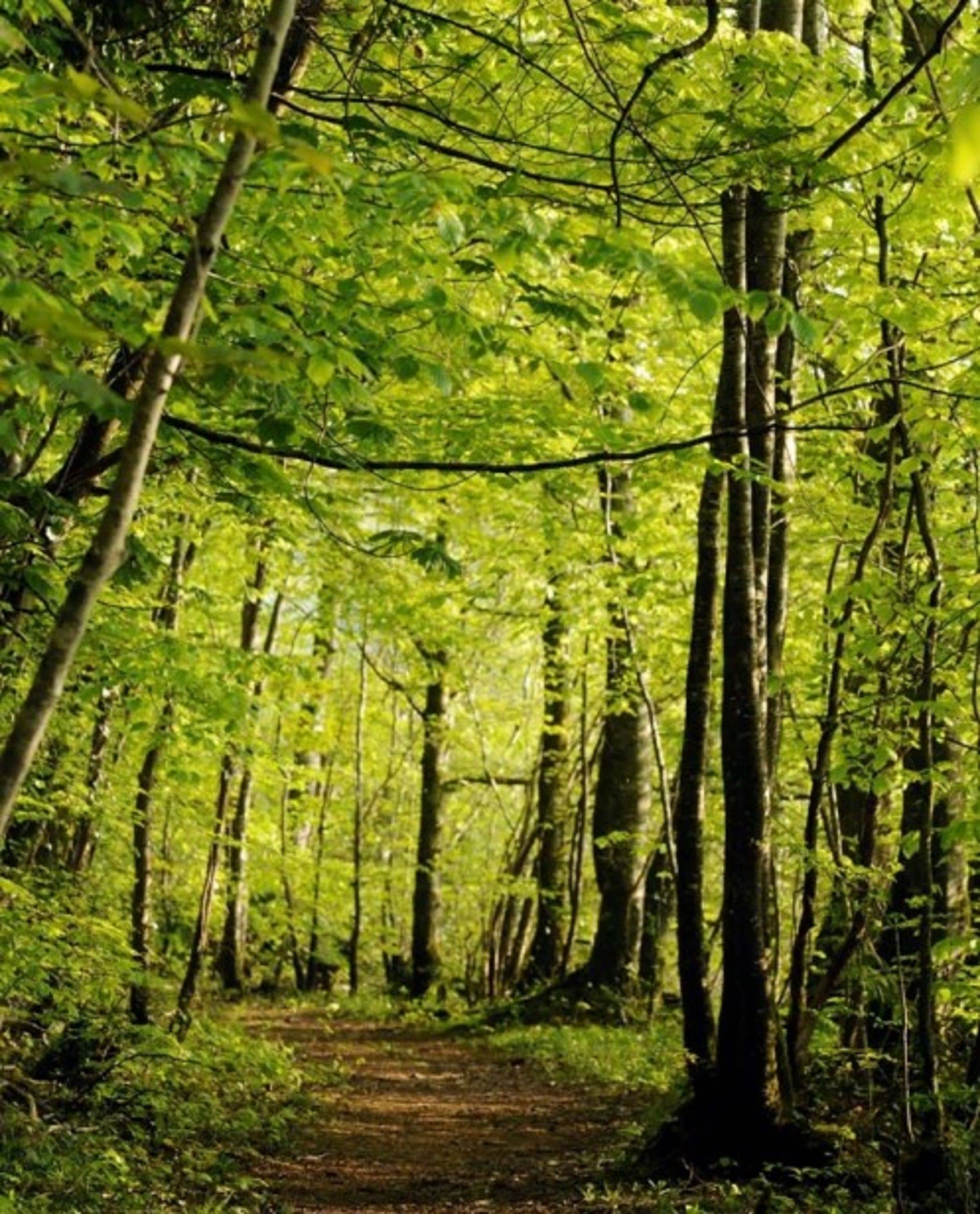 A forest path surrounded by tall trees with dense foliage.