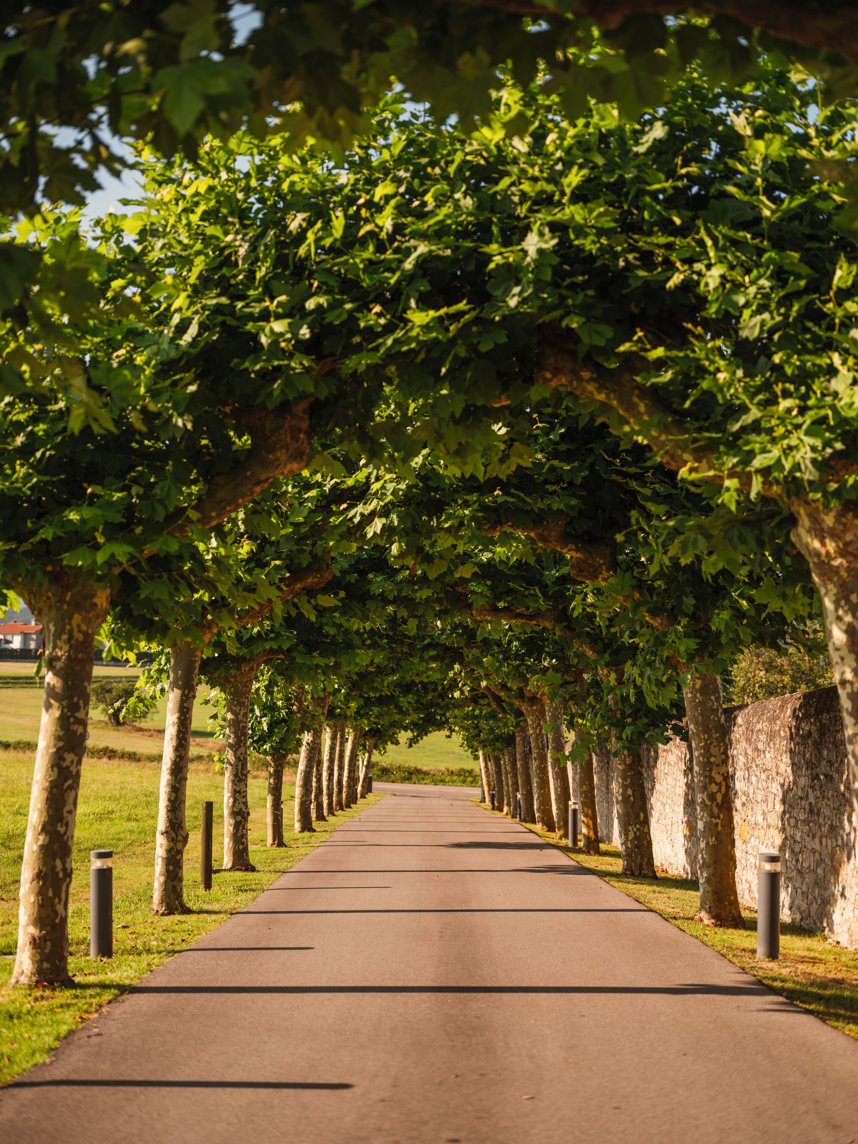 Un sentier bordé d’arbres, avec un ciel dégagé.