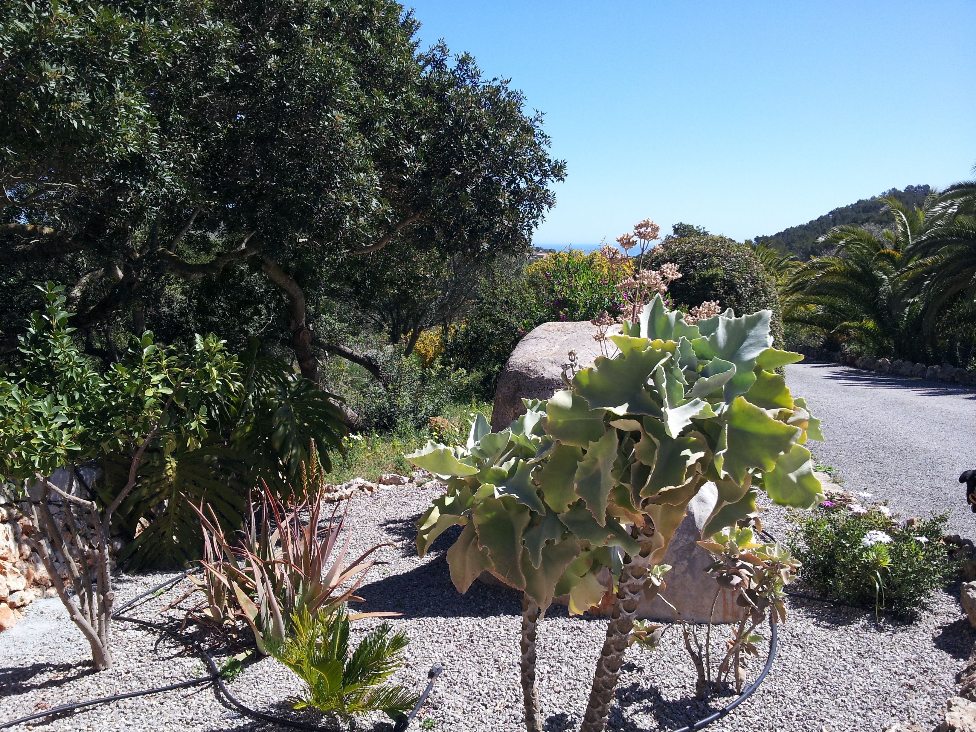 Photo - Agroturisme Es Picot