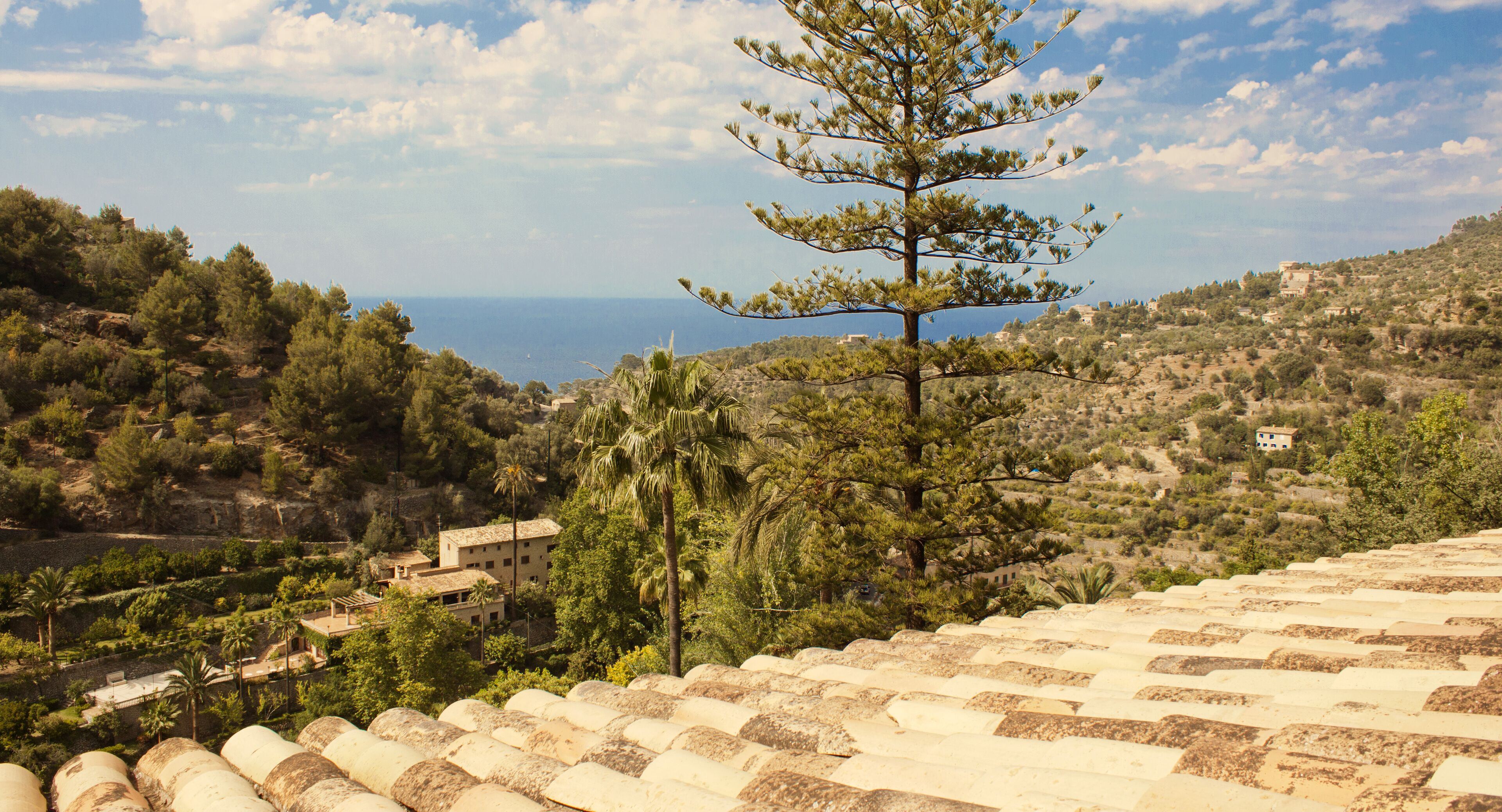 A coastal landscape with a pine tree, terracotta roof tiles, and scattered buildings.