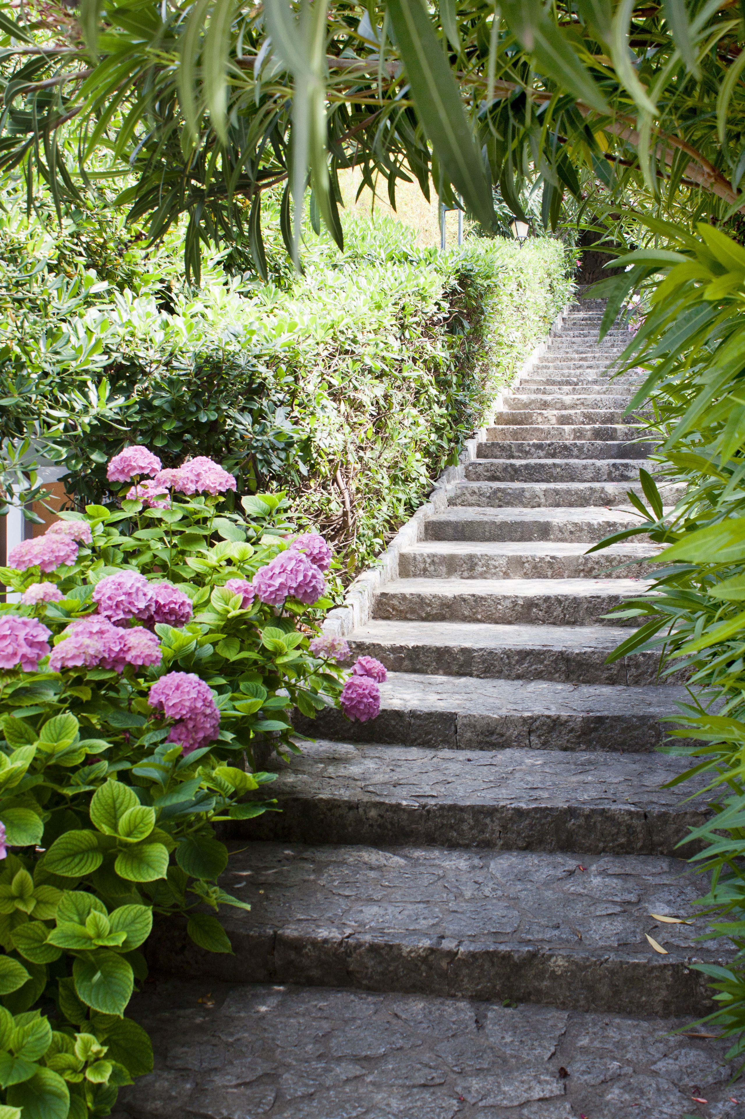 A stone staircase surrounded by lush greenery and pink hydrangea flowers.