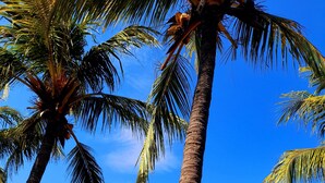 Zona de piscina con palmeras, un espacio de descanso cubierto y vista al océano.