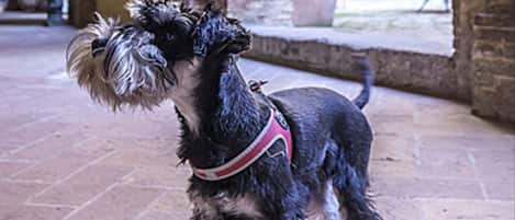 Un perro pequeño de pie sobre una superficie pavimentada, con paredes y arcos de ladrillo al fondo.