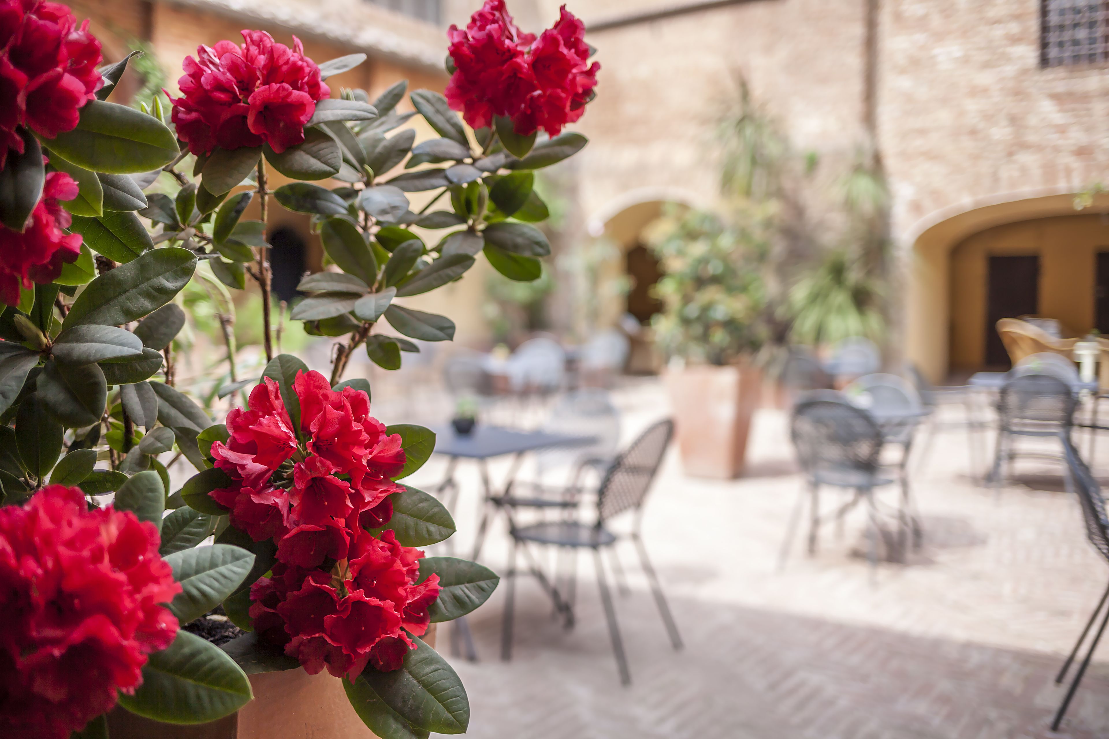 Un patio con flores rojas en macetas, mobiliario exterior y un edificio de ladrillo al fondo.
