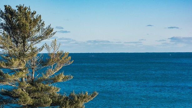 Un paysage côtier offrant une vue dégagée sur la mer, avec un arbre au premier plan.