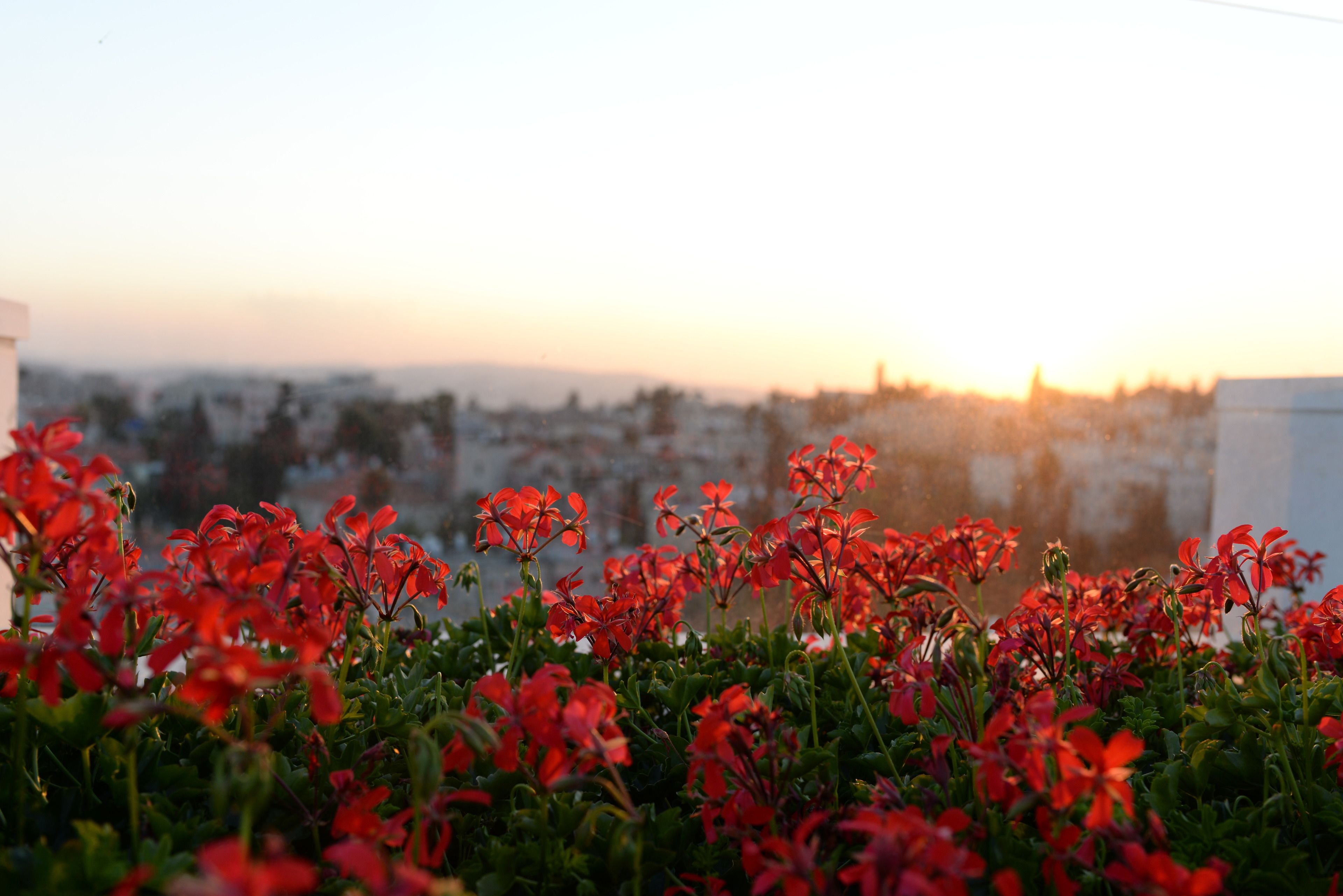 Foto - Prima Royale Hotel