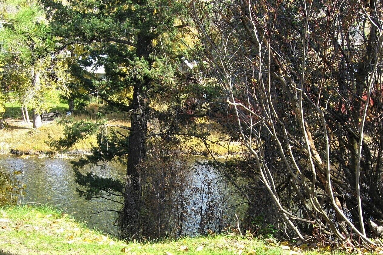 A natural landscape with a pond, trees, and a grassy area.