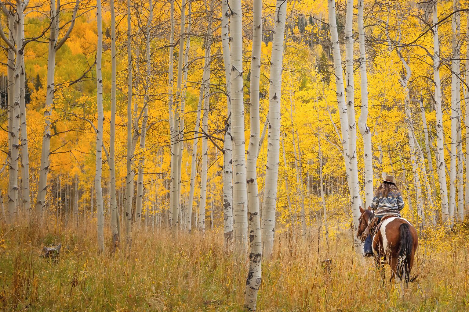 A person riding a horse through a forest of birch trees with yellow leaves.
