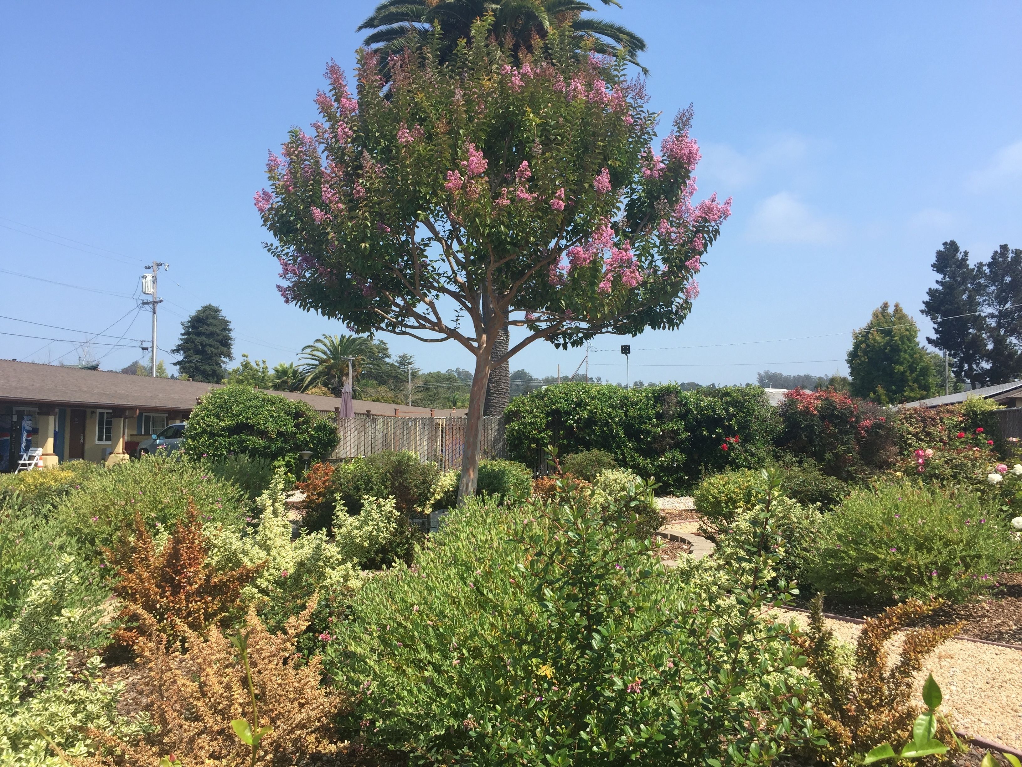 庭園