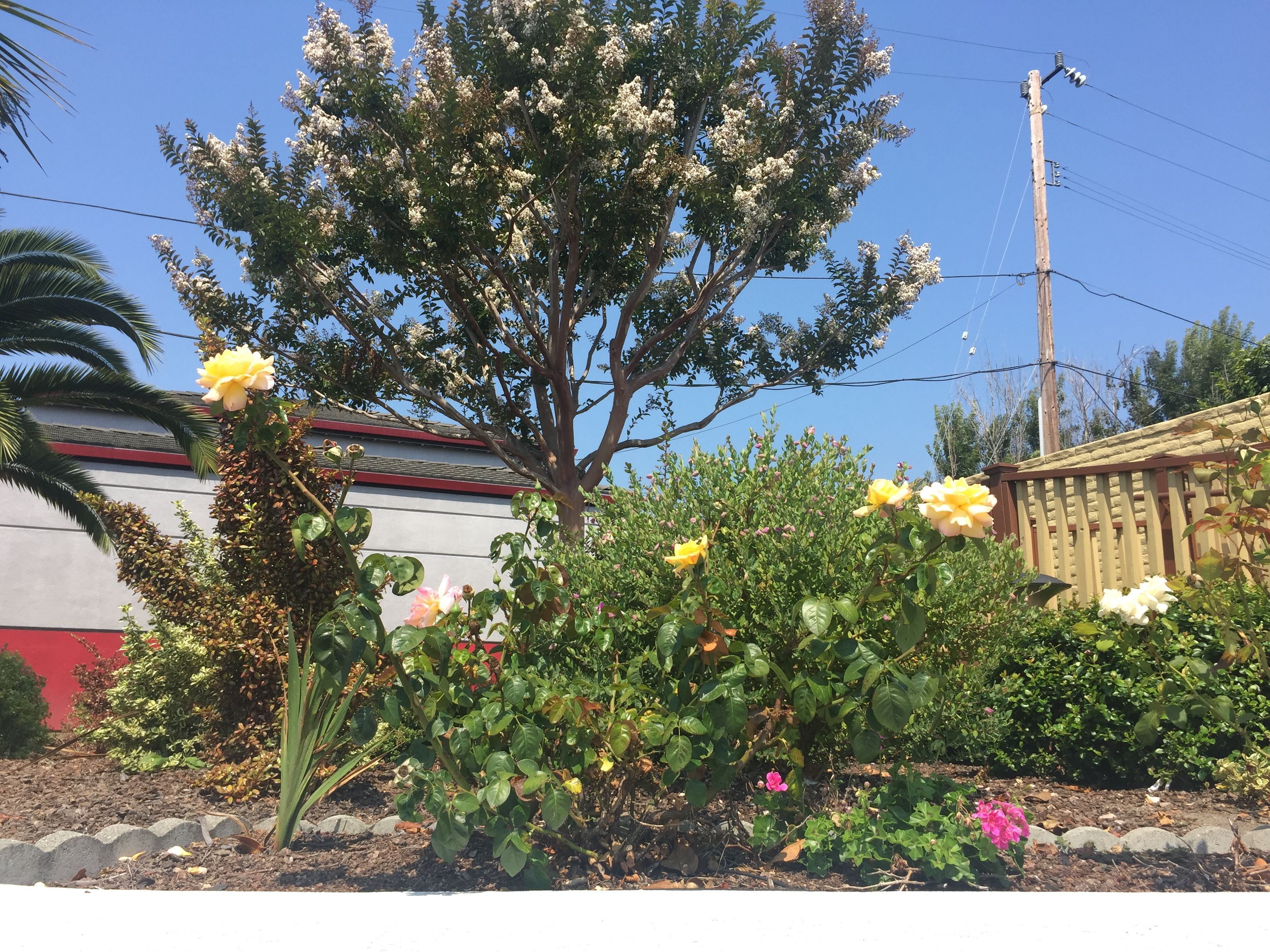 Un jardín con diversas plantas florecientes y un árbol de flores blancas.