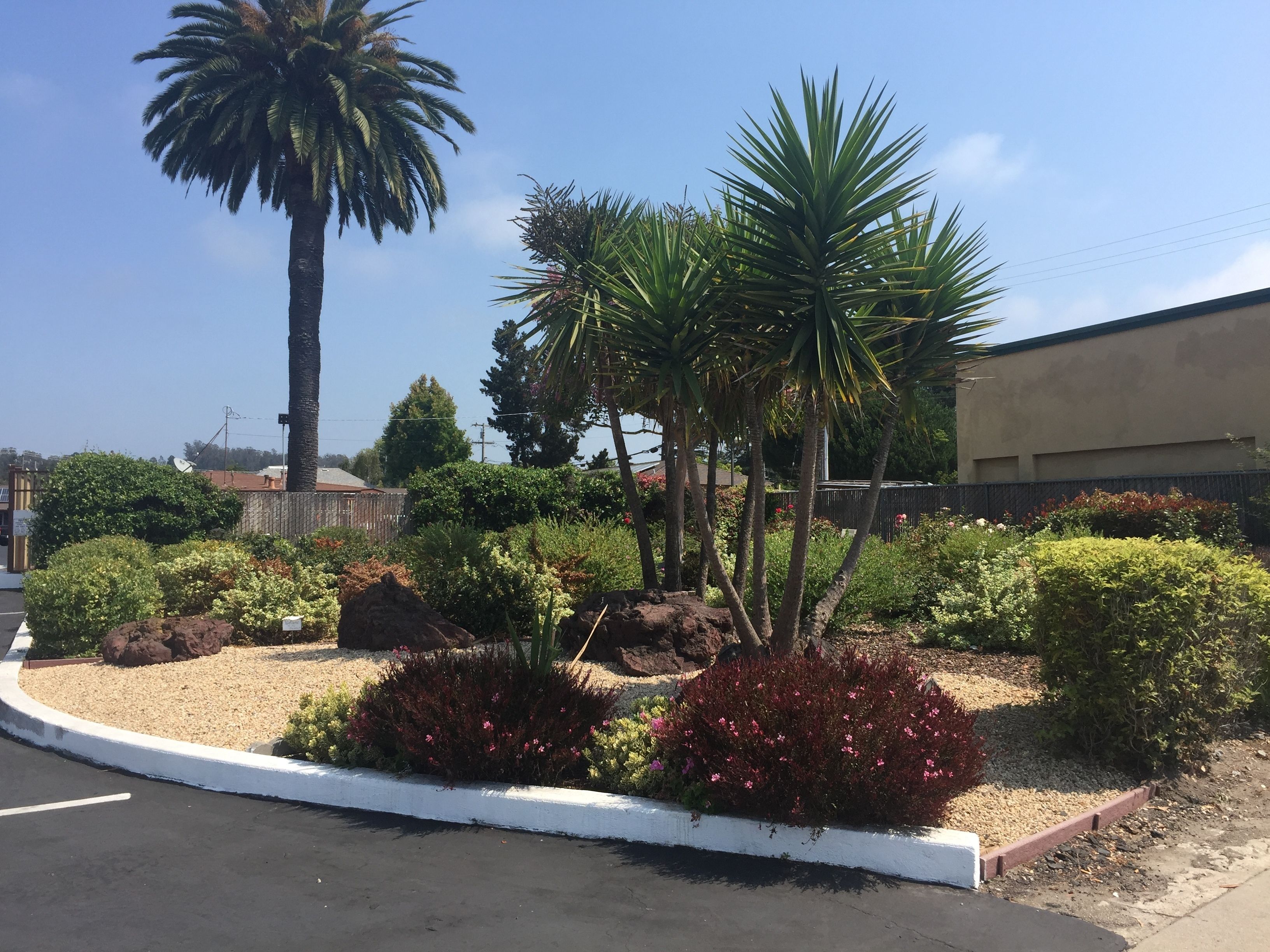 Un jardin aménagé avec différentes plantes et un palmier.